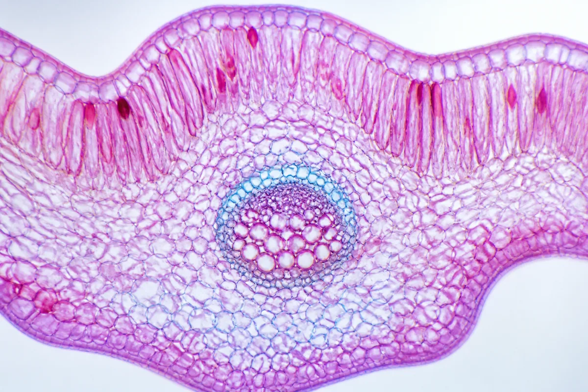 Microscopic: kết quả tạo bởi ChatGPT.