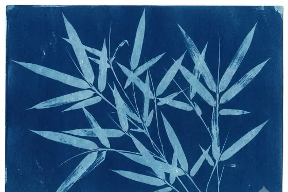 Cyanotype — A silhouette of bamboo leaves against a deep blue background., kết quả Gemini.