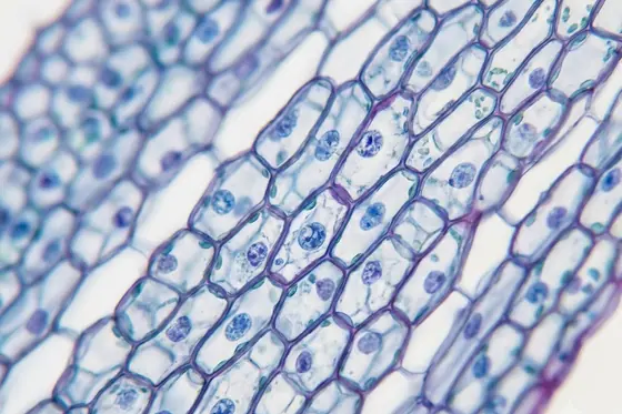 Microscopic — A close-up view of the cellular structure of a lily flower, kết quả Gemini.